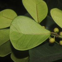 Ficus natalensis subsp. leprieurii (Miq.) C.C.Berg